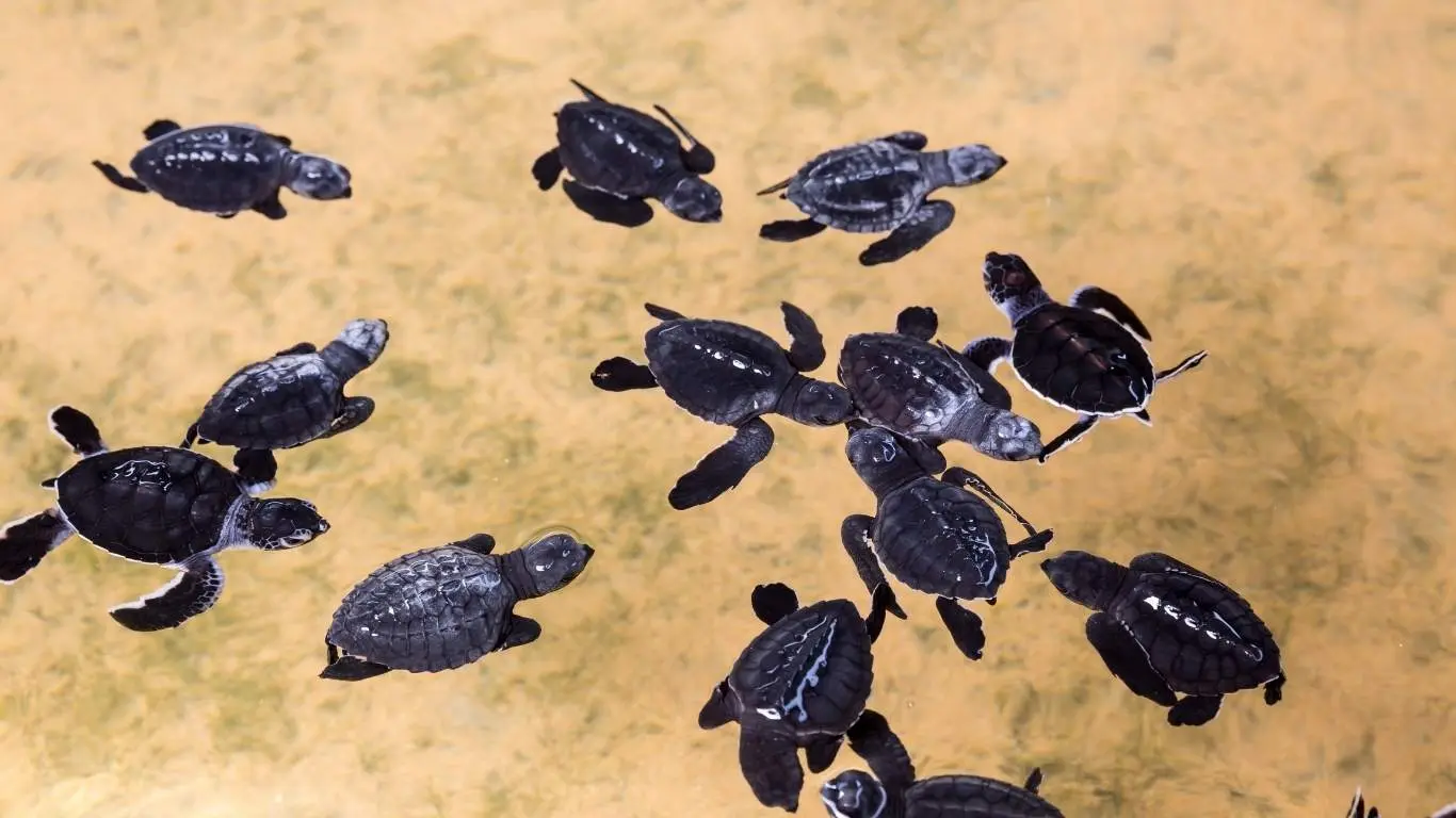 Baby sea turtles