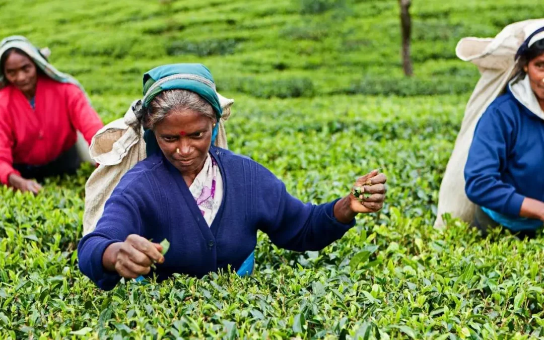 Tea Plantation tour sri lanka