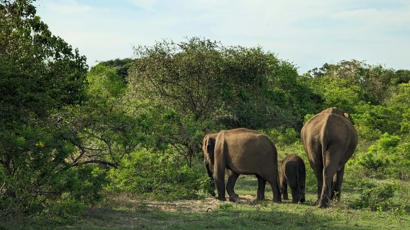 Yala Elephants (2)