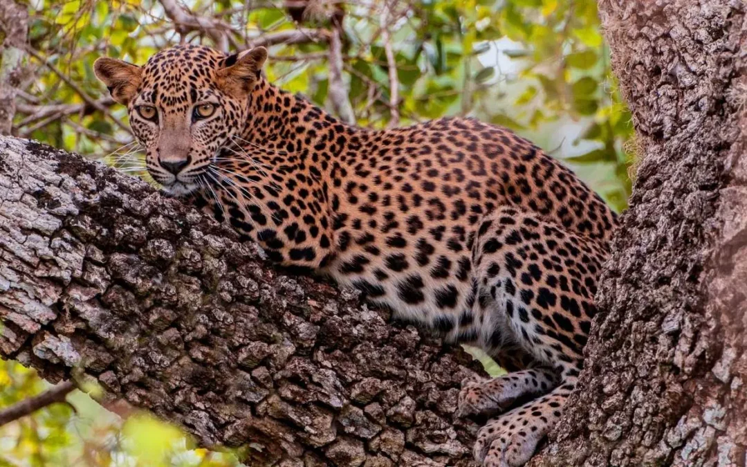 yala safari Day tour
