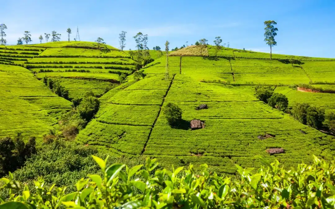 Nuwara Eliya Little England Day Tour