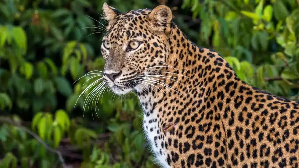 kumana safari tour