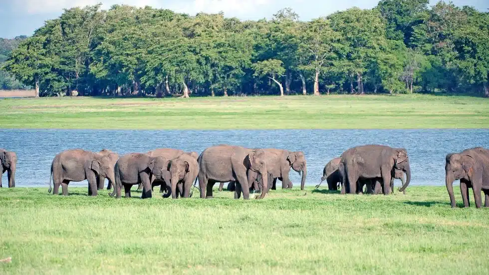 Minneriya Wildlife & Pidurangala Sunset Tour